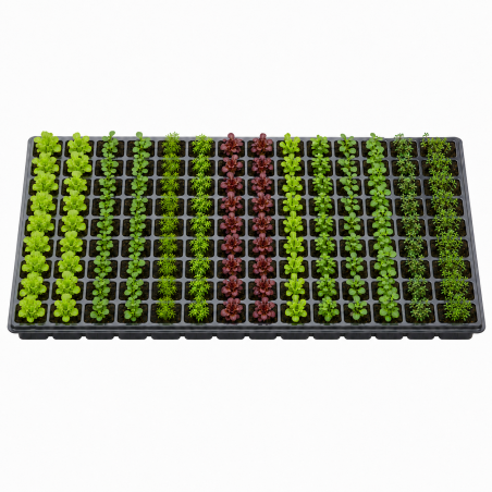 Bandeja de Germinacion 128 Cavidades