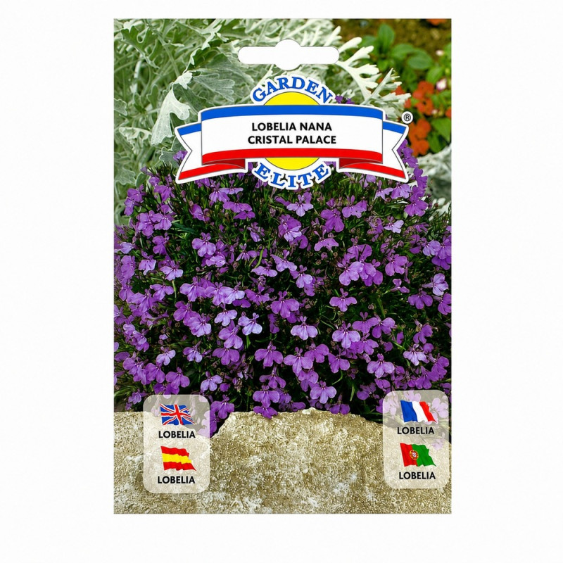Lobelia