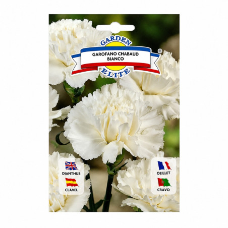 Clavel Blanco