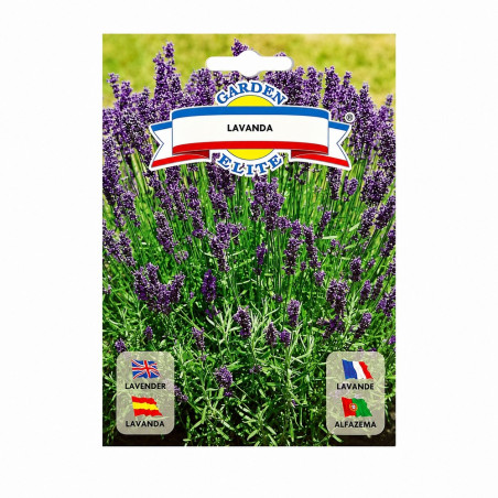 Lavanda