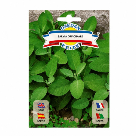 Salvia Officinale