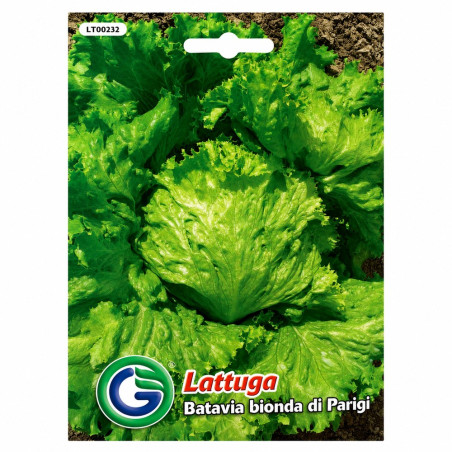 Lechuga Batavia Bionda Di Parigi