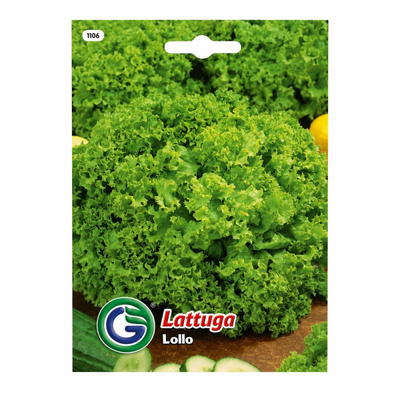 Lechuga Lollo