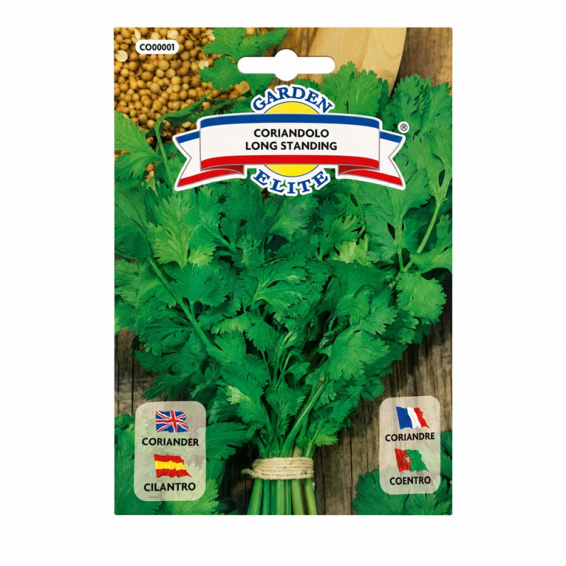Cilantro